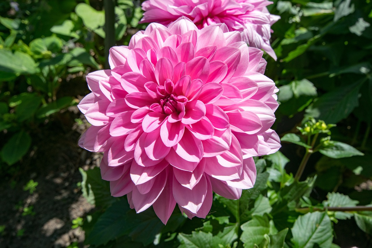 Dahlia, Gėlės, Rožinis, Žiedas, Žydėti, Gamta, Augalas, Nemokamos Nuotraukos,  Nemokama Licenzija