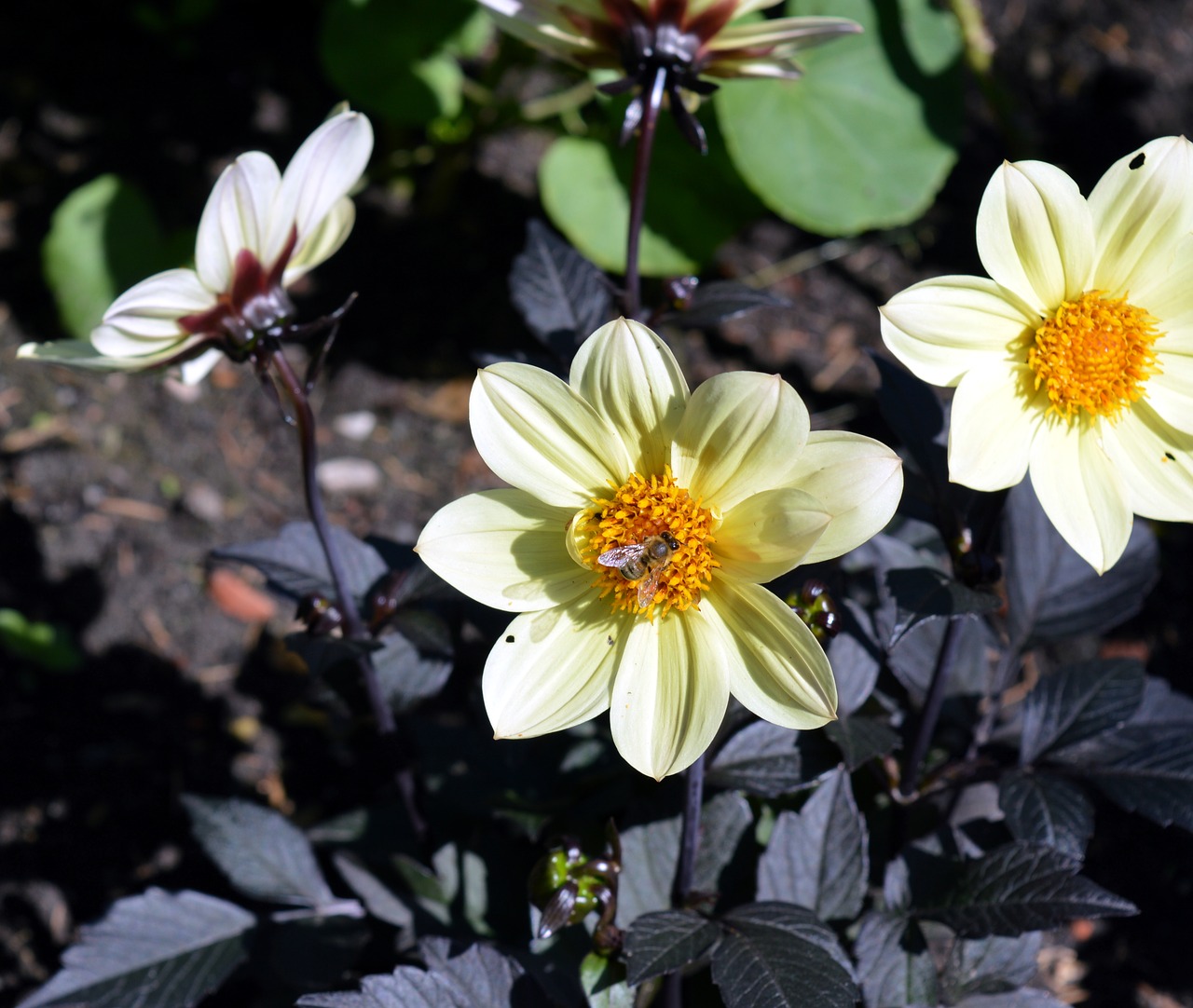 Dahlia, Gėlė, Žiedas, Žydėti, Dahlia Sodas, Augalas, Gamta, Sodas, Sodo Augalas, Gėlių Sodas