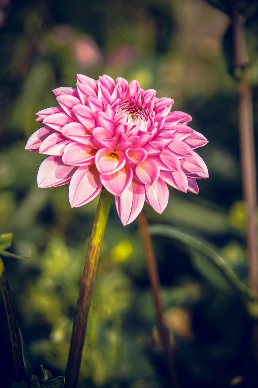 Dahlia, Žiedas, Žydėti, Asteraceae, Ruduo, Kompozitai, Uždaryti, Makro, Vasara, Nuotaika