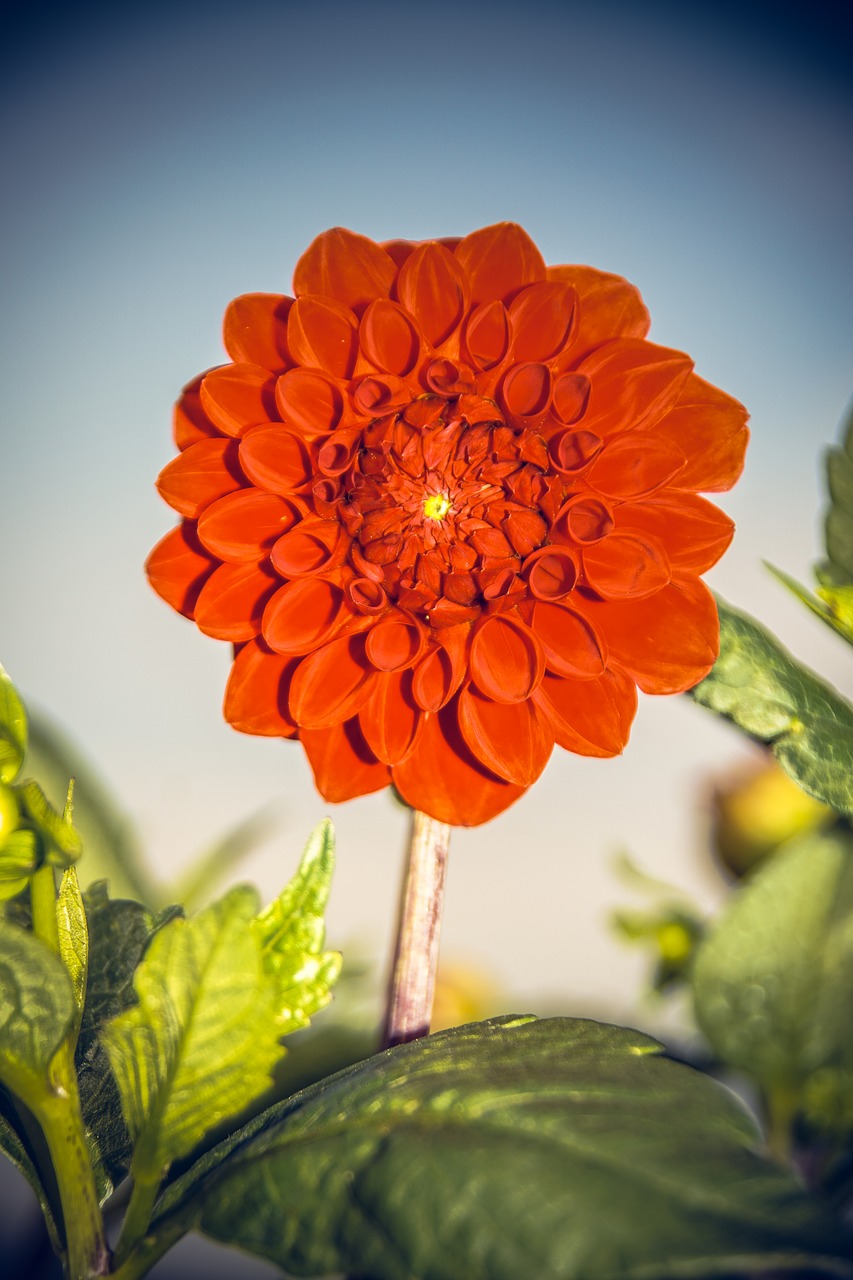 Dahlia, Žiedas, Žydėti, Asteraceae, Ruduo, Kompozitai, Uždaryti, Makro, Vasara, Nuotaika