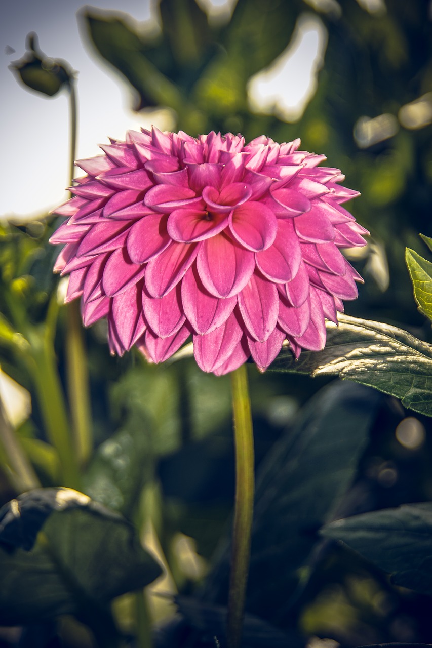 Dahlia, Žiedas, Žydėti, Asteraceae, Ruduo, Kompozitai, Uždaryti, Makro, Vasara, Nuotaika