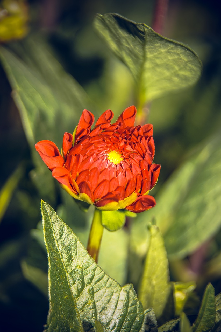 Dahlia, Žiedas, Žydėti, Asteraceae, Ruduo, Kompozitai, Uždaryti, Makro, Vasara, Nuotaika