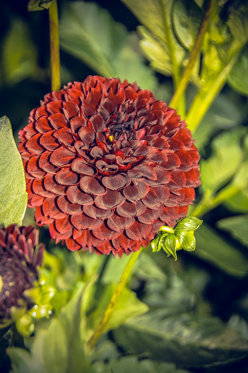 Dahlia, Žiedas, Žydėti, Asteraceae, Ruduo, Kompozitai, Uždaryti, Makro, Vasara, Nuotaika