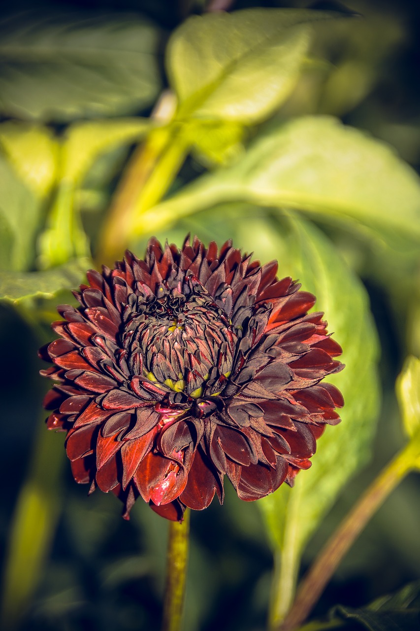 Dahlia, Žiedas, Žydėti, Asteraceae, Ruduo, Kompozitai, Uždaryti, Makro, Vasara, Nuotaika