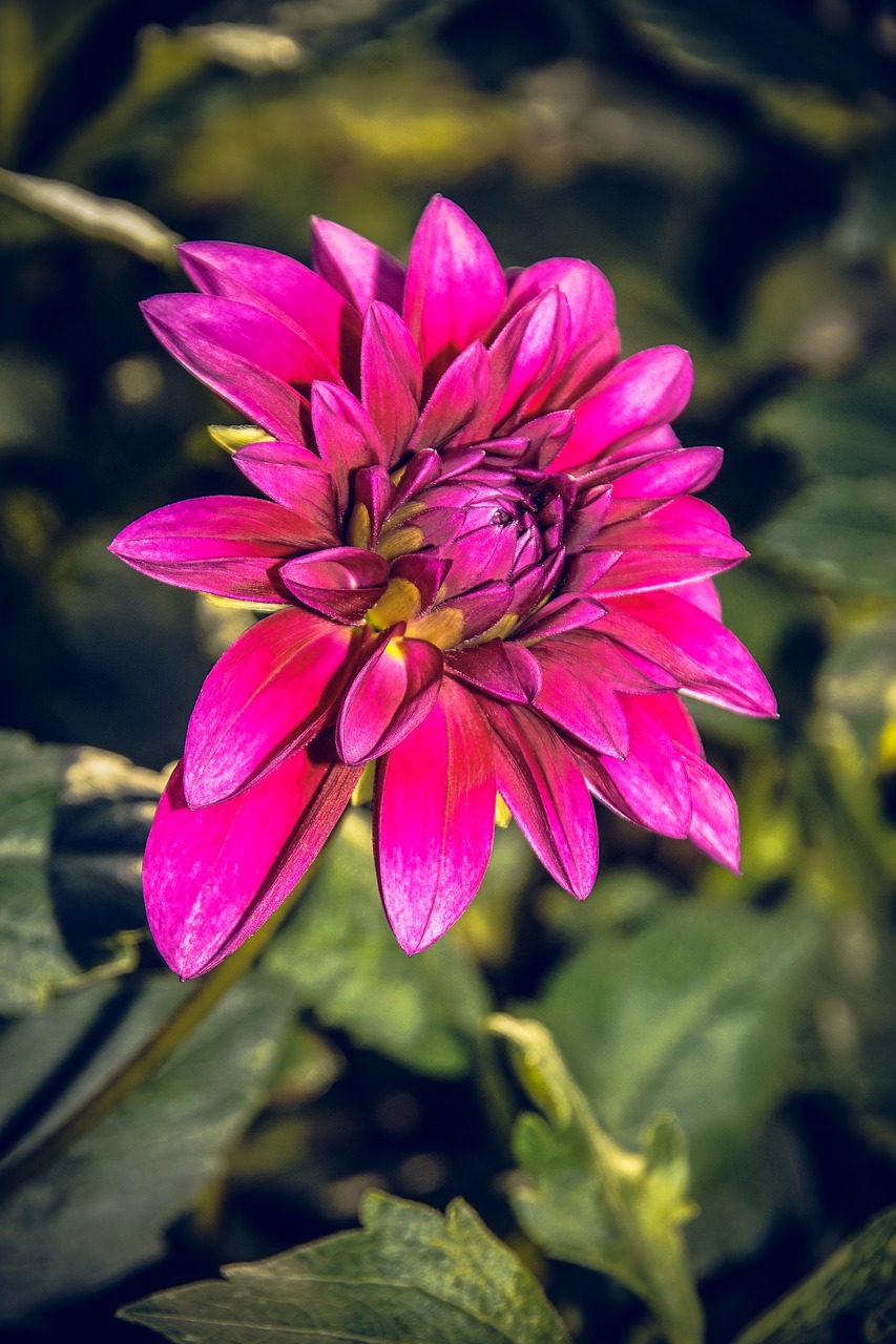 Dahlia, Žiedas, Žydėti, Asteraceae, Ruduo, Kompozitai, Uždaryti, Makro, Vasara, Nuotaika