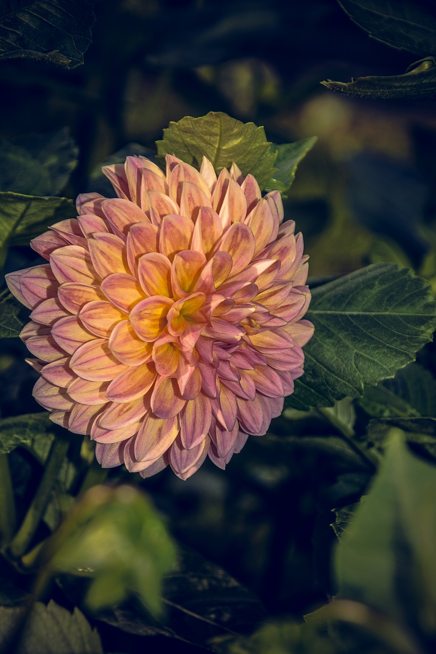 Dahlia, Žiedas, Žydėti, Asteraceae, Ruduo, Kompozitai, Uždaryti, Makro, Vasara, Nuotaika