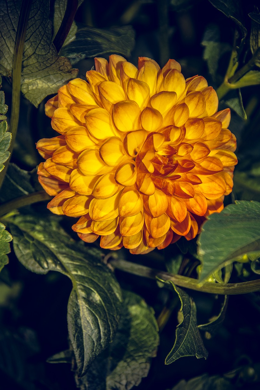 Dahlia, Žiedas, Žydėti, Asteraceae, Ruduo, Kompozitai, Uždaryti, Makro, Vasara, Nuotaika