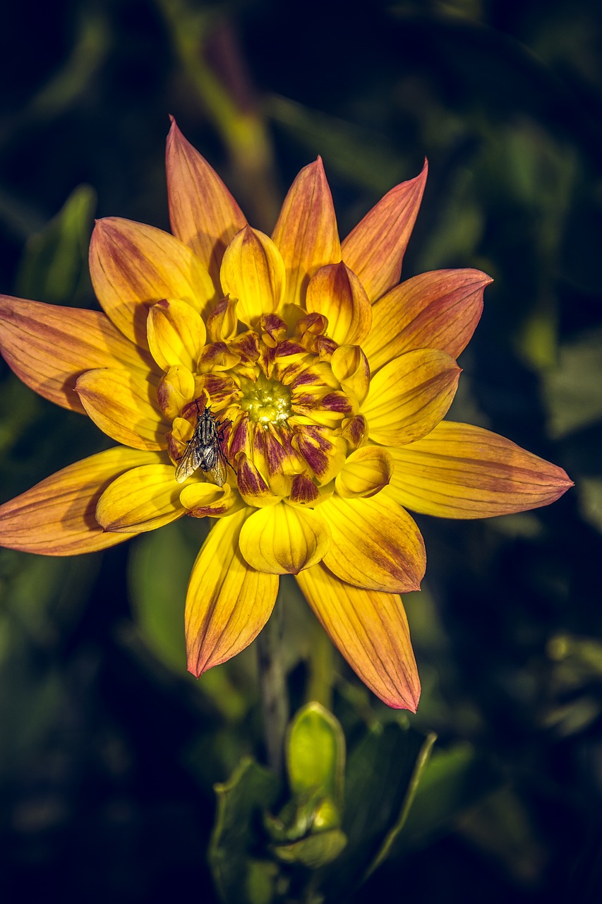 Dahlia, Žiedas, Žydėti, Asteraceae, Ruduo, Kompozitai, Uždaryti, Makro, Vasara, Nuotaika