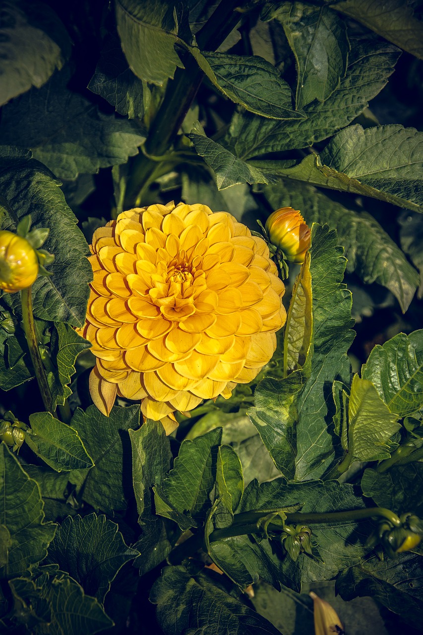 Dahlia, Žiedas, Žydėti, Asteraceae, Ruduo, Kompozitai, Uždaryti, Makro, Vasara, Nuotaika