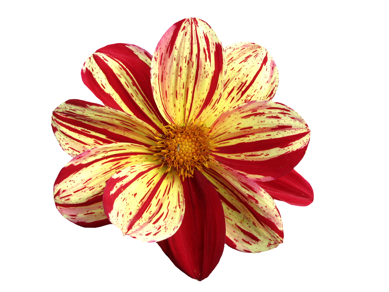 Dahlia, Vasaros Pabaigoje, Dahlia Sodas, Žiedas, Žydėti, Gėlė, Sodas, Sodo Augalas, Ruduo, Nemokamos Nuotraukos