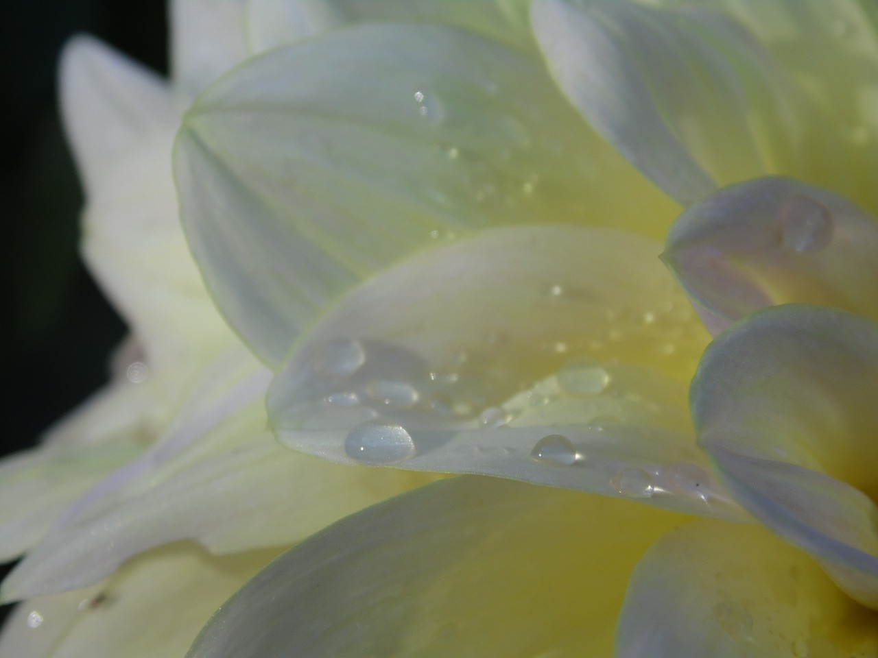 Dahlia, Dervos, Ruduo, Asteraceae, Gėlių Sodas, Dekoratyvinė Gėlė, Dahlia Sodas, Žiedas, Žydėti, Sodas