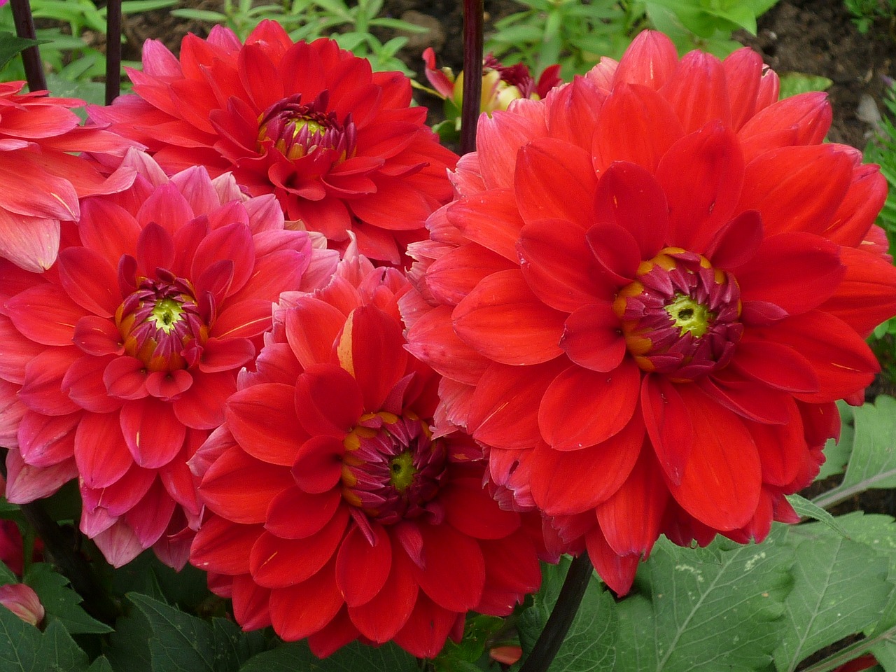 Dahlia, Gamta, Puikus, Raudona, Gėlės, Populiarus, Gėlių Sodas, Vasara, Nemokamos Nuotraukos,  Nemokama Licenzija