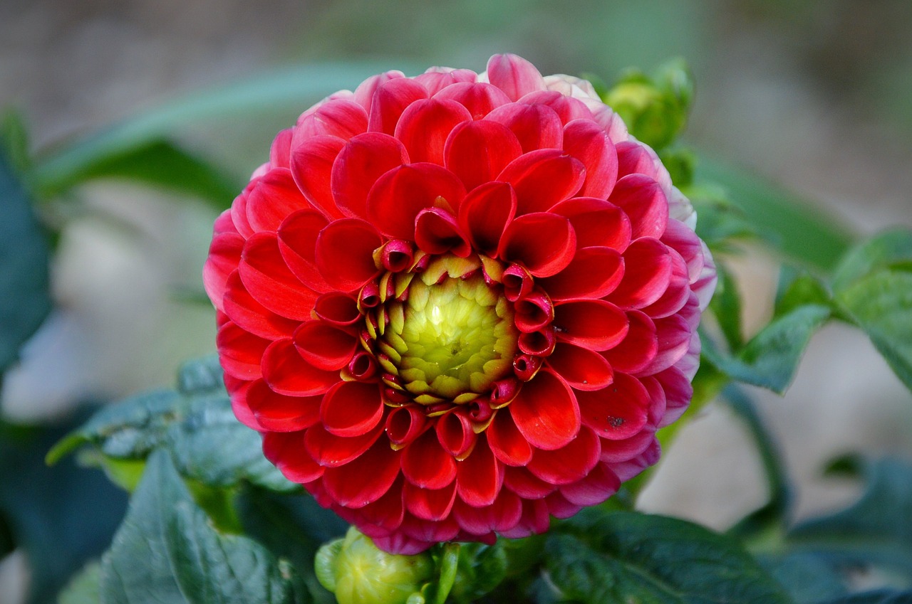 Dahlia, Dahlio Gėlė, Gėlė, Dahlia Sodas, Sodo Augalas, Žiedas, Žydėti, Augalas, Sodas, Nemokamos Nuotraukos