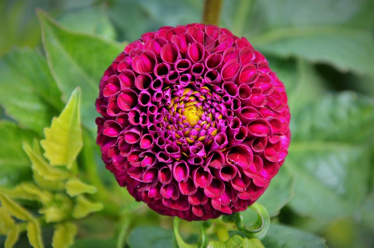 Dahlia, Dahlio Gėlė, Gėlė, Dahlia Sodas, Sodo Augalas, Žiedas, Žydėti, Augalas, Sodas, Nemokamos Nuotraukos