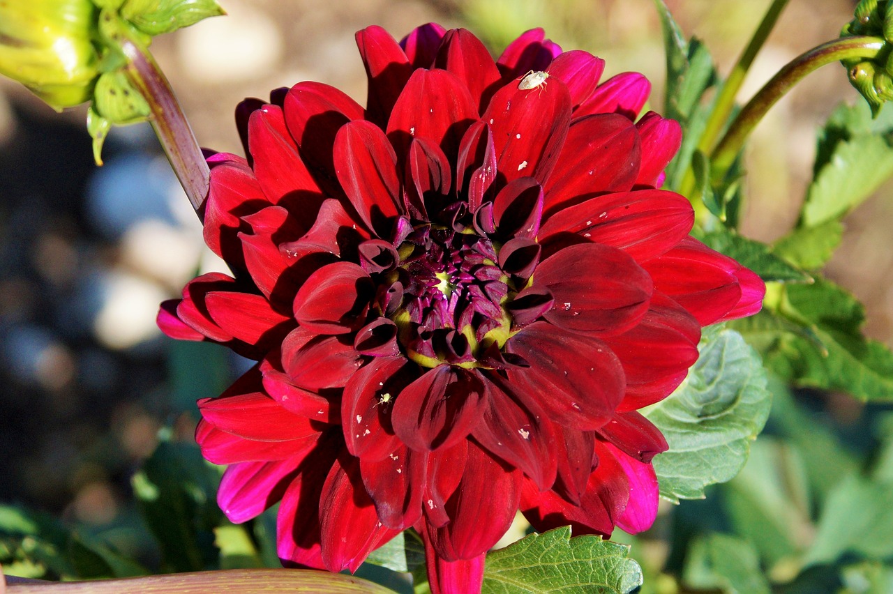 Dahlia, Dahlio Gėlė, Gėlė, Dahlia Sodas, Sodo Augalas, Žiedas, Žydėti, Augalas, Sodas, Žydėti