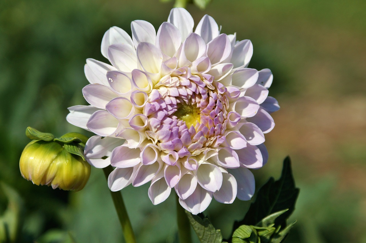 Dahlia, Dahlio Gėlė, Gėlė, Dahlia Sodas, Sodo Augalas, Žiedas, Žydėti, Augalas, Sodas, Žydėti