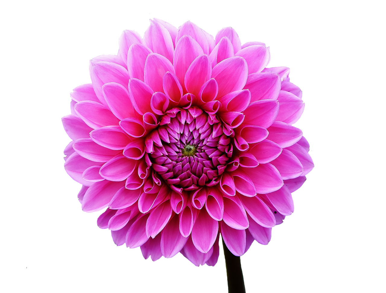 Dahlia, Dervos, Ruduo, Asteraceae, Gėlių Sodas, Dekoratyvinė Gėlė, Dahlia Sodas, Žiedas, Žydėti, Sodas