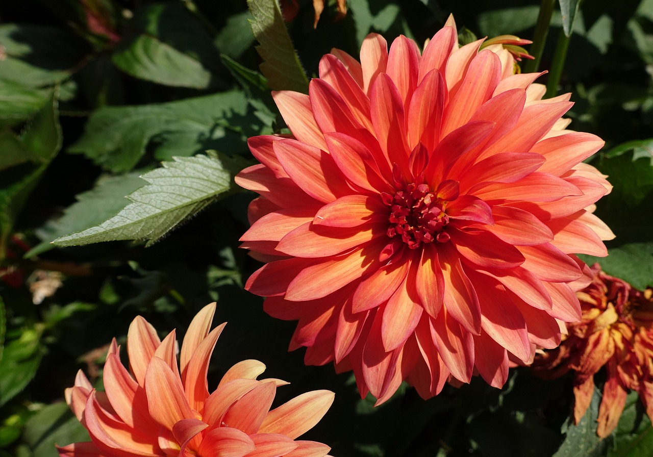 Dahlia, Gėlė, Dahlio Gėlė, Oranžinė, Nemokamos Nuotraukos,  Nemokama Licenzija