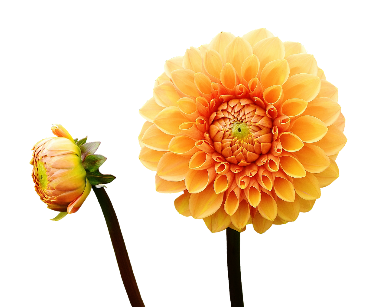 Dahlia, Dervos, Ruduo, Asteraceae, Gėlių Sodas, Dekoratyvinė Gėlė, Dahlia Sodas, Žiedas, Žydėti, Sodas