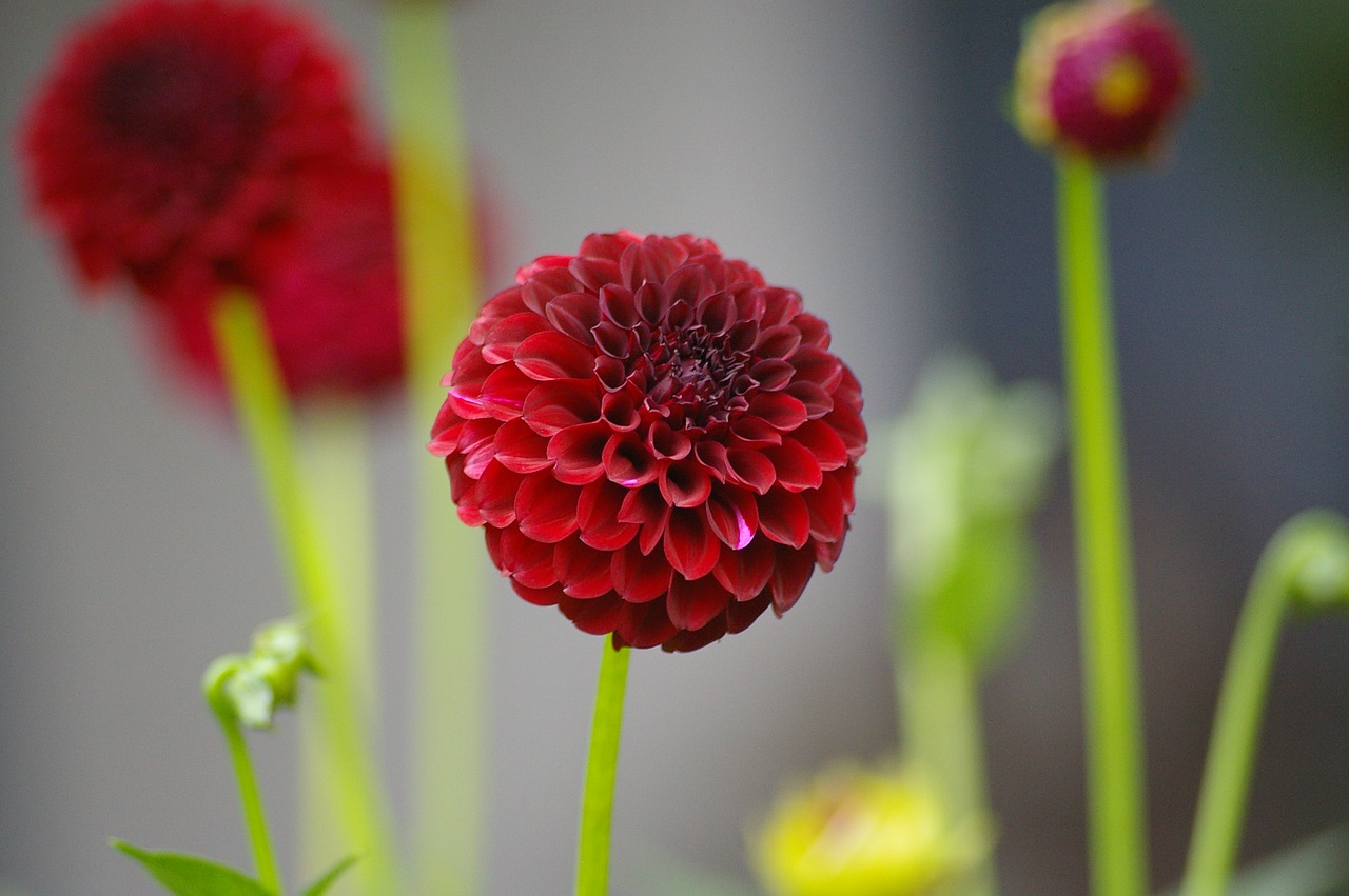 Dahlia, Gėlė, Gėlių Sodas, Dahlia Sodas, Sodo Augalas, Sodas, Rudens Gėlė, Vasaros Pabaigoje, Raudona, Augalas