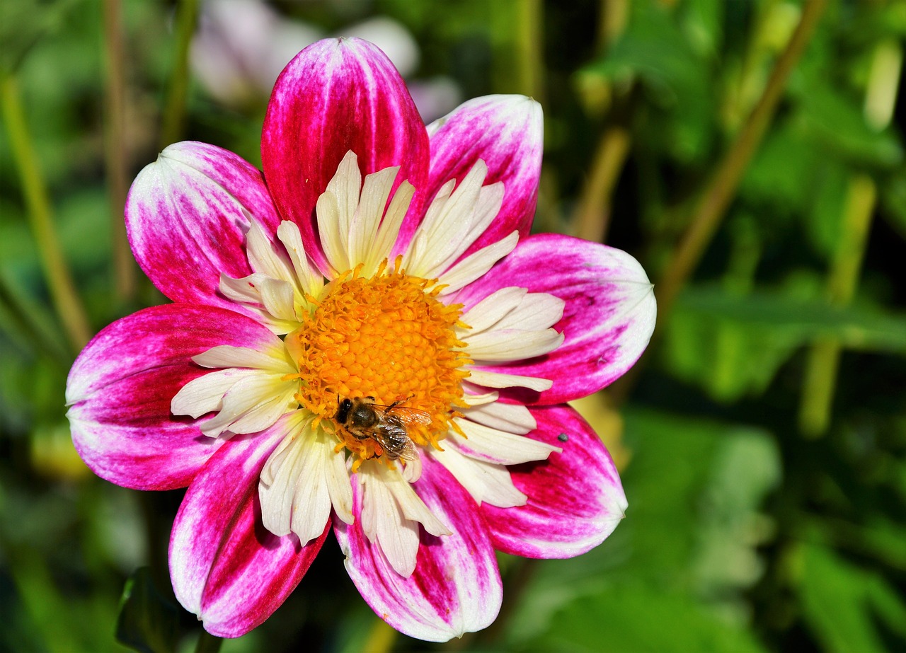 Dahlia, Dahlio Gėlė, Žiedas, Žydėti, Gėlė, Dahlia Sodas, Sodo Augalas, Žiedlapiai, Augalas, Sodas