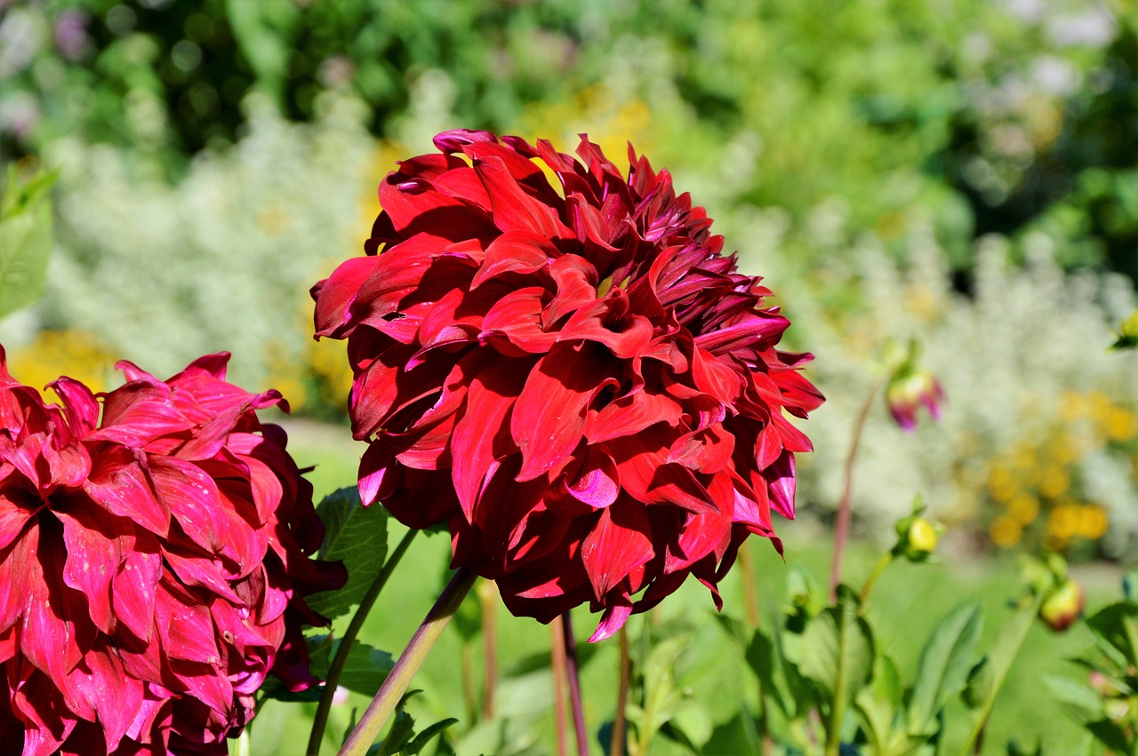 Dahlia, Dahlio Gėlė, Gėlė, Dahlia Sodas, Sodo Augalas, Žiedas, Žydėti, Augalas, Sodas, Žydėti