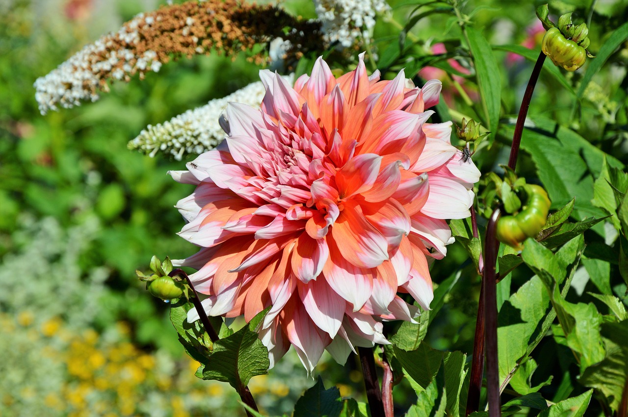 Dahlia, Dahlio Gėlė, Gėlė, Dahlia Sodas, Sodo Augalas, Žiedas, Žydėti, Augalas, Sodas, Žydėti