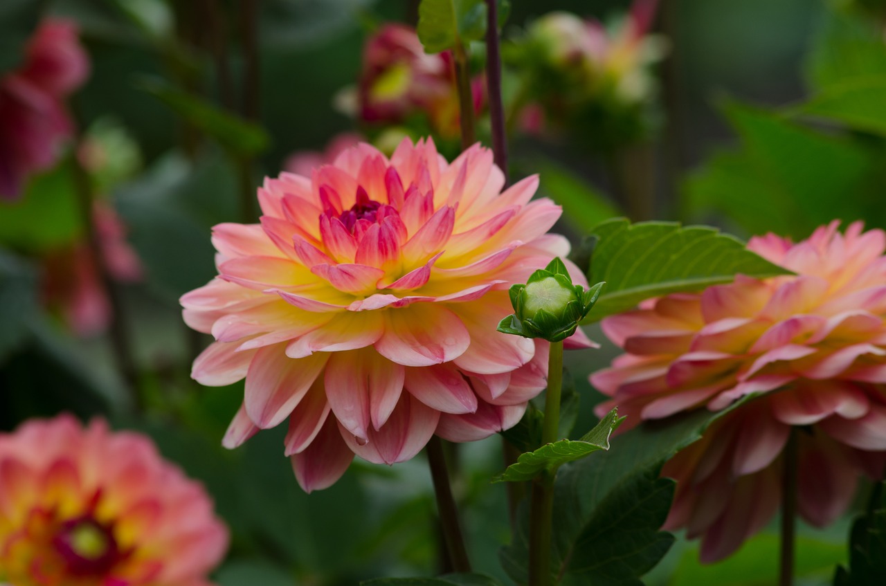 Dahlia, Gėlė, Dahlia Sodas, Žiedas, Žydėti, Vasaros Pabaigoje, Sodo Augalas, Sodas, Dahlio Gėlė, Augalas