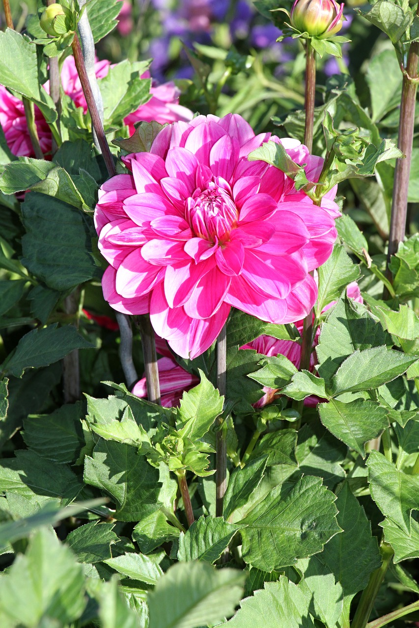 Dahlia, Rožinis, Žiedlapiai, Žiedas, Žydėti, Gėlė, Augalas, Dahlia Sodas, Gėlių Sodas, Sodo Augalas