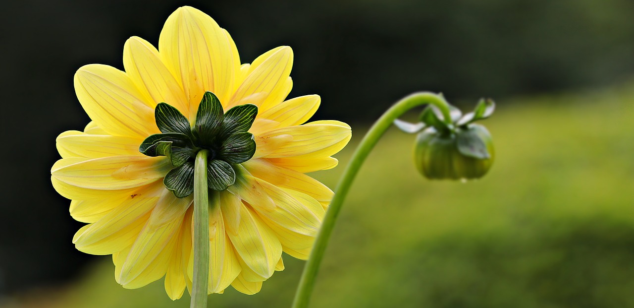 Dahlia, Geltona, Gėlė, Dahlia Sodas, Žiedas, Žydėti, Vasaros Pabaigoje, Augalas, Sodas, Vasara