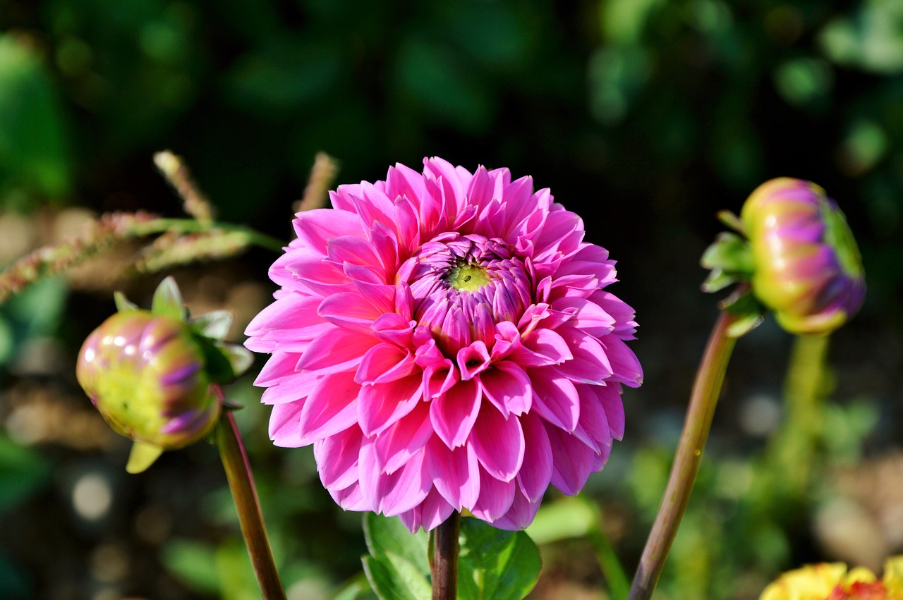 Dahlia, Dahlio Gėlė, Gėlė, Dahlia Sodas, Sodo Augalas, Žiedas, Žydėti, Augalas, Sodas, Žydėti