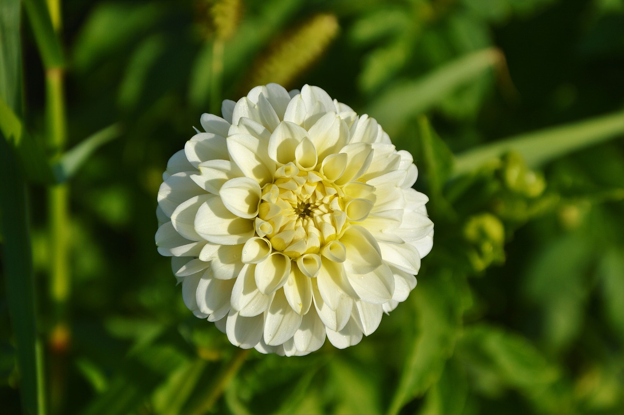 Dahlia, Dahlio Gėlė, Gėlė, Dahlia Sodas, Sodo Augalas, Žiedas, Žydėti, Augalas, Sodas, Žydėti