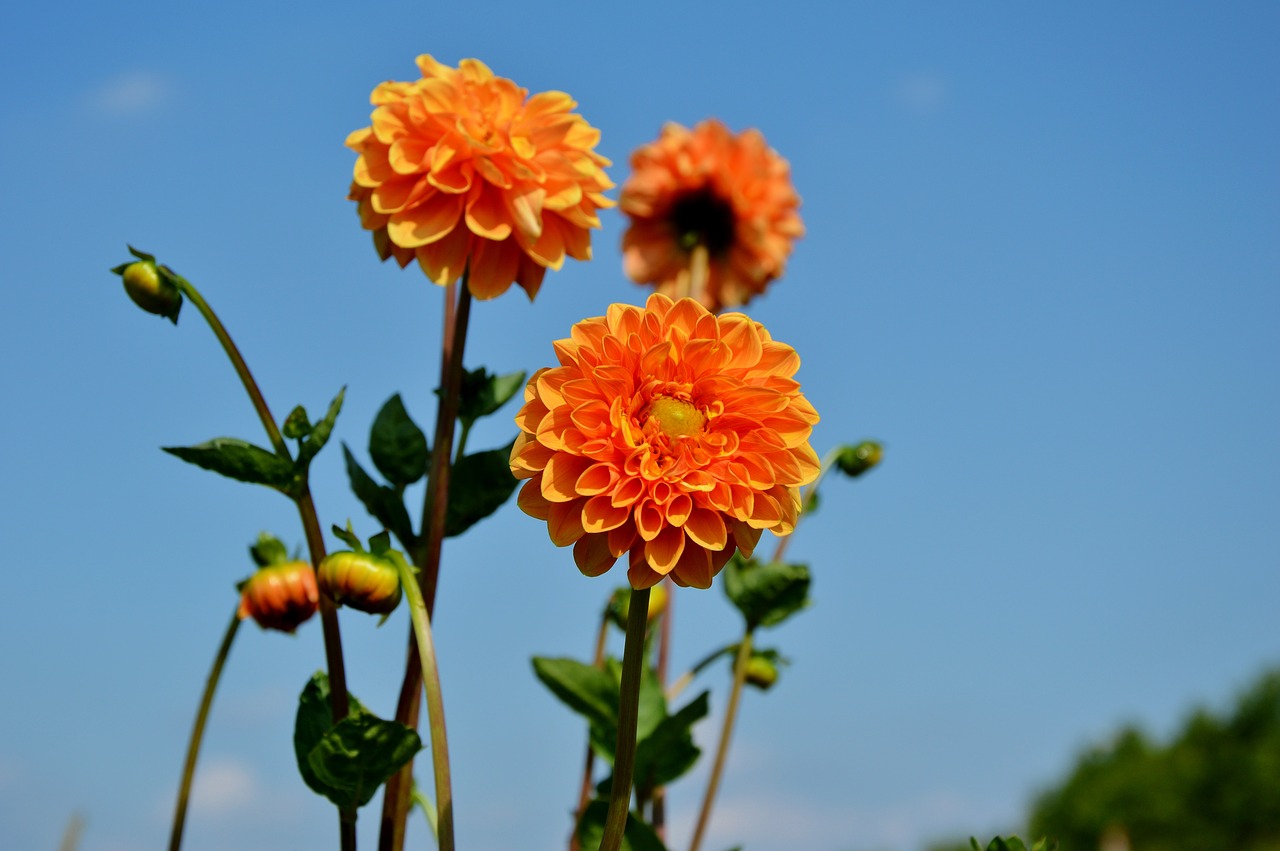 Dahlia, Dahlio Gėlė, Gėlė, Dahlia Sodas, Sodo Augalas, Žiedas, Žydėti, Augalas, Sodas, Žydėti