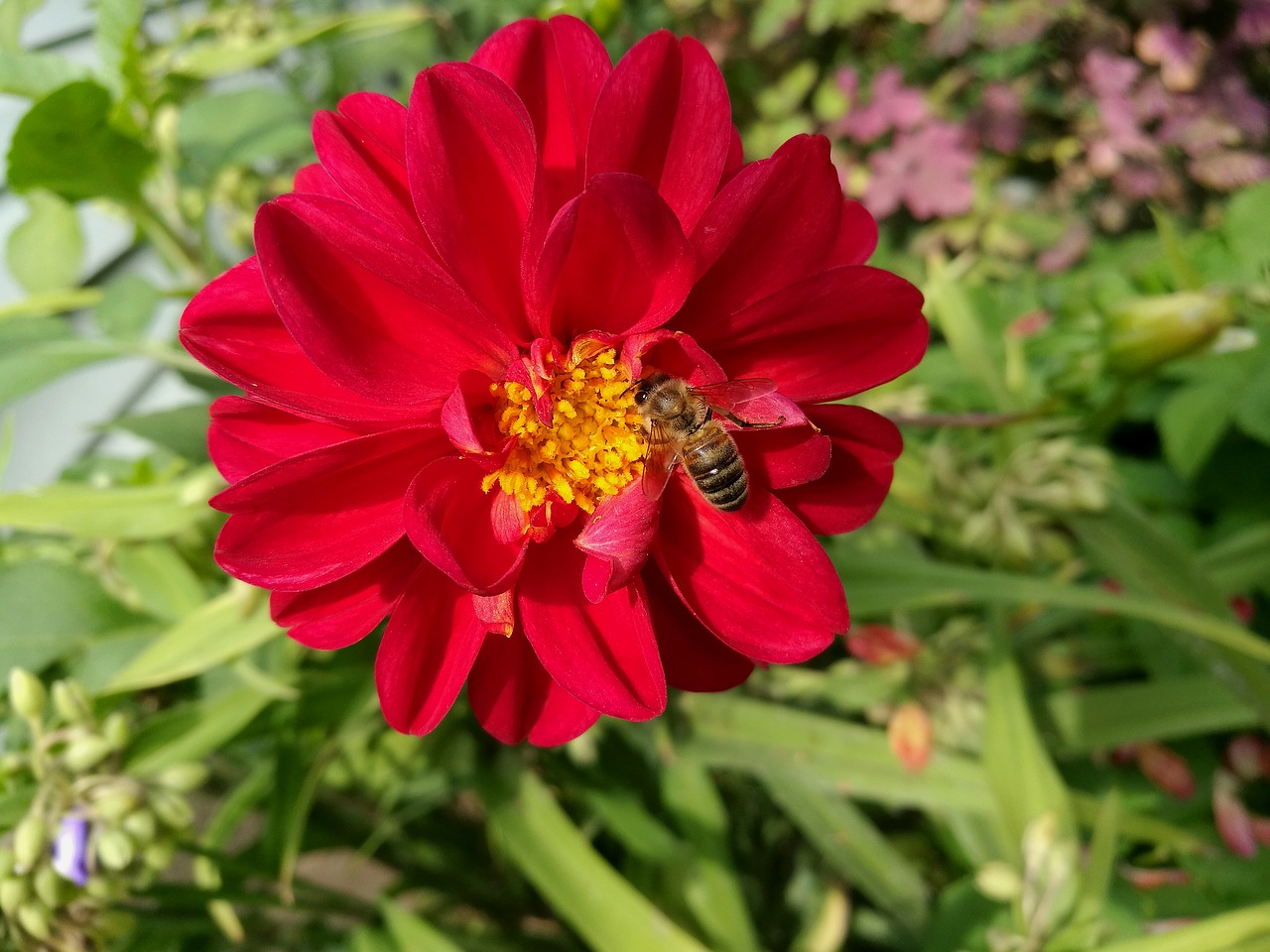 Dahlia, Gėlės, Raudona, Vasara, Makro, Sodas, Budas, Gėlė, Augalas, Sodo Gėlė