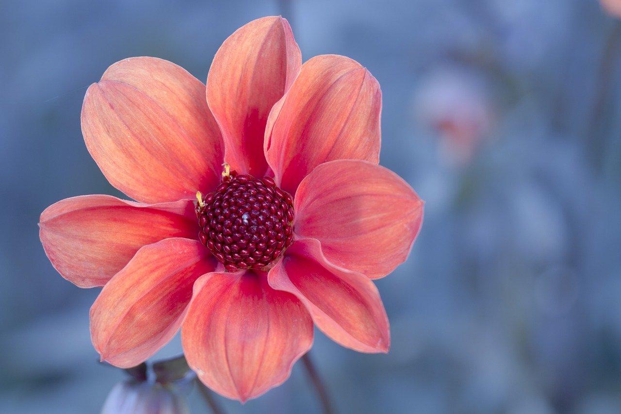 Dahlia, Žiedas, Žydėti, Gėlė, Dahlia Sodas, Dahlio Gėlė, Vasaros Pabaigoje, Mainau, Nemokamos Nuotraukos,  Nemokama Licenzija