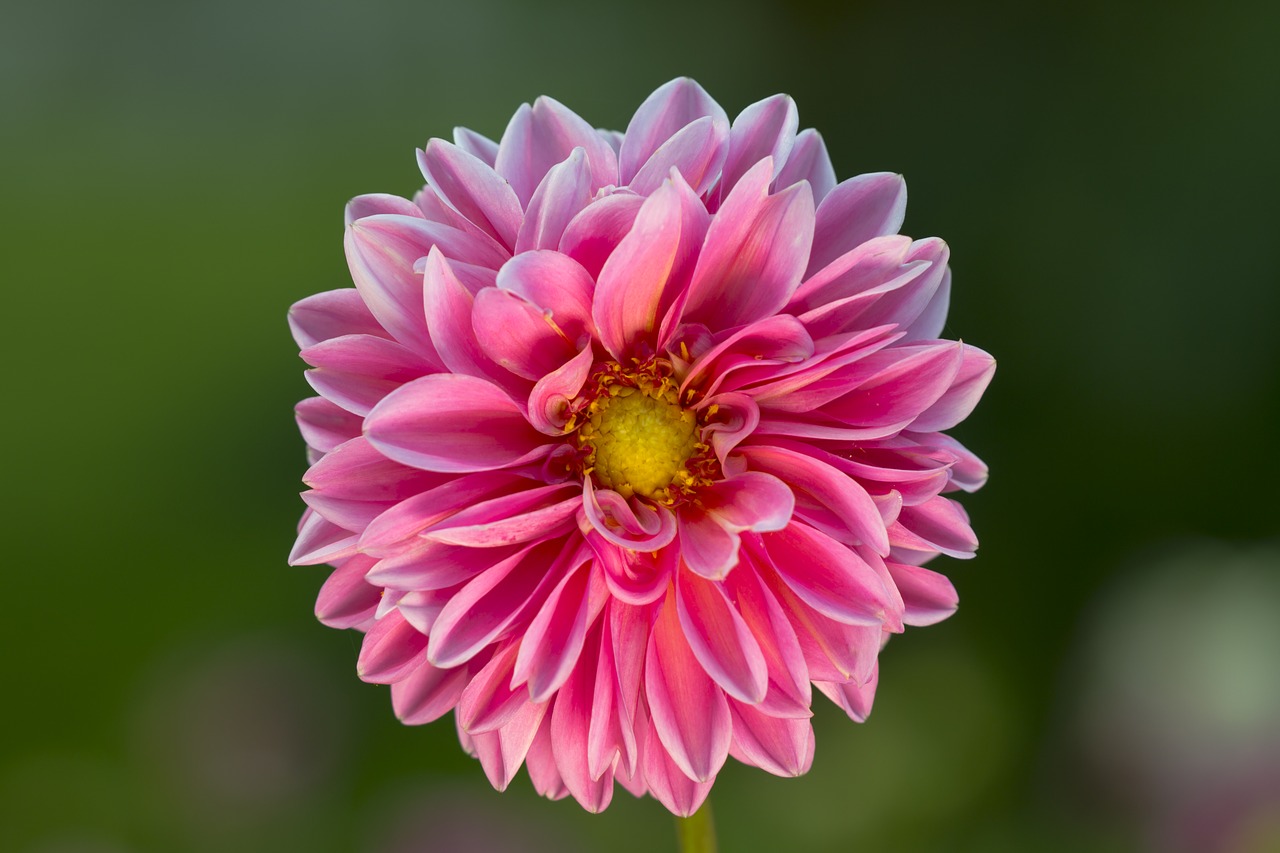 Dahlia, Žiedas, Žydėti, Gėlė, Dahlia Sodas, Dahlio Gėlė, Vasaros Pabaigoje, Mainau, Nemokamos Nuotraukos,  Nemokama Licenzija