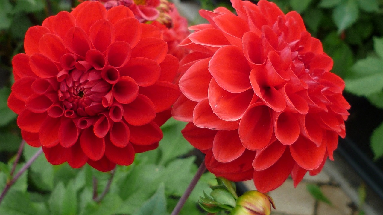 Dahlia, Gėlė, Raudona, Spalvingas, Sodo Augalas, Vasara, Gamta, Nemokamos Nuotraukos,  Nemokama Licenzija