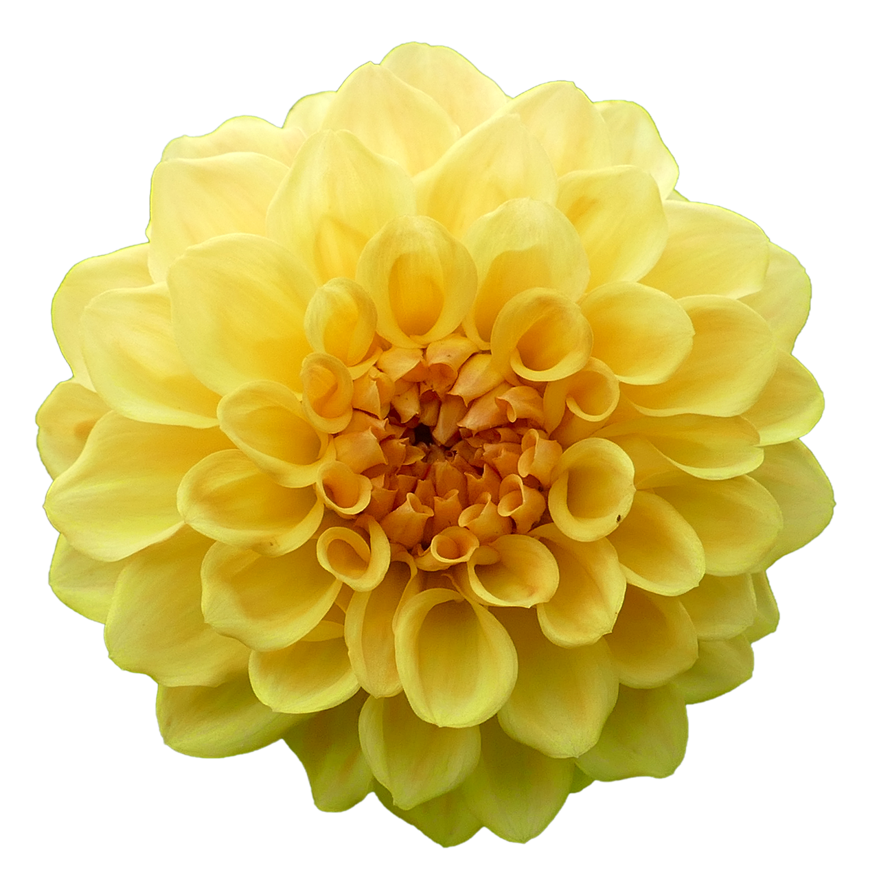 Dahlia, Dahlio Gėlė, Geltona, Sodas, Vasara, Gėlės, Gėlė, Nemokamos Nuotraukos,  Nemokama Licenzija