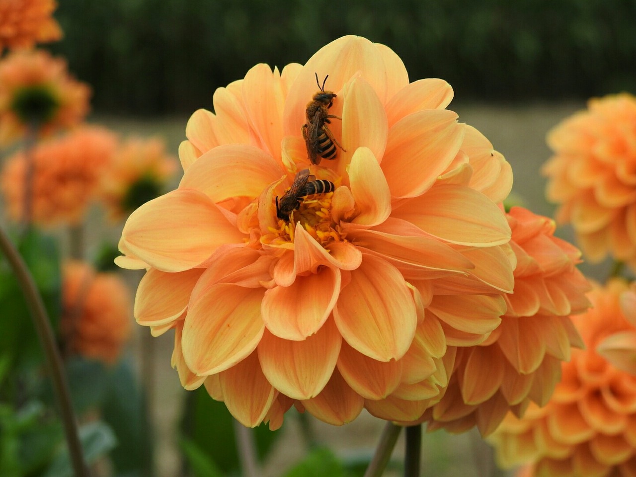 Dahlia, Oranžinė, Bičių, Gėlė, Nemokamos Nuotraukos,  Nemokama Licenzija