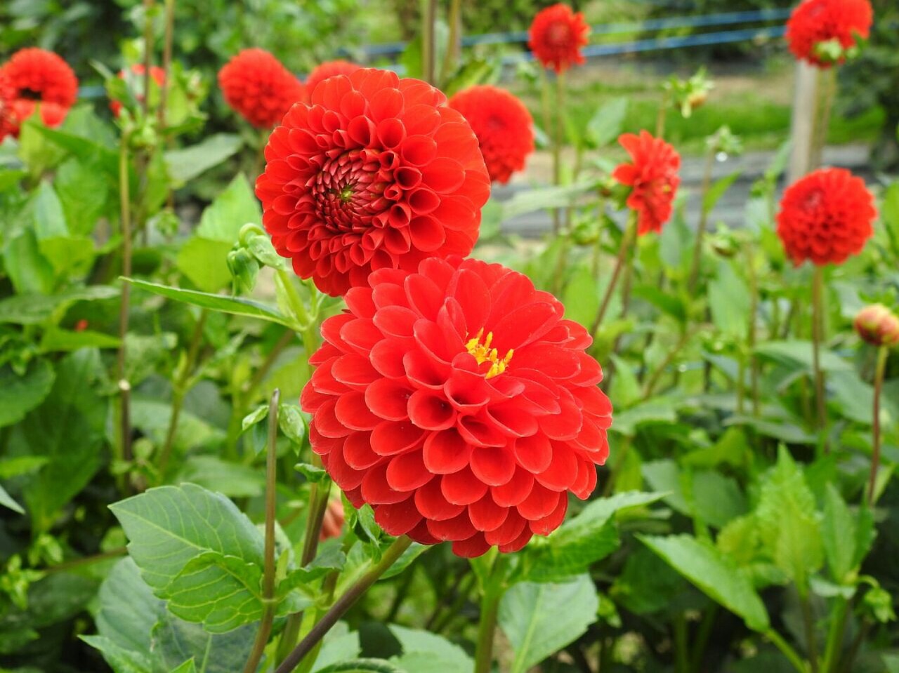 Dahlia, Raudona, Žiedas, Žydėti, Raudona Dahlia, Nemokamos Nuotraukos,  Nemokama Licenzija