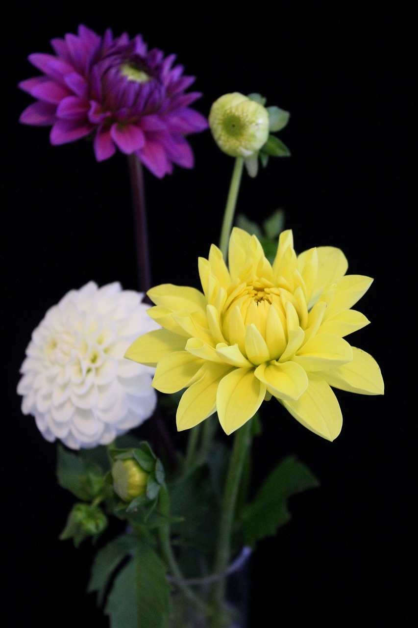 Dahlia, Natiurmortas, Geltona, Violetinė, Balta, Žiedas, Žydėti, Juodas Fonas, Gėlė, Ruduo