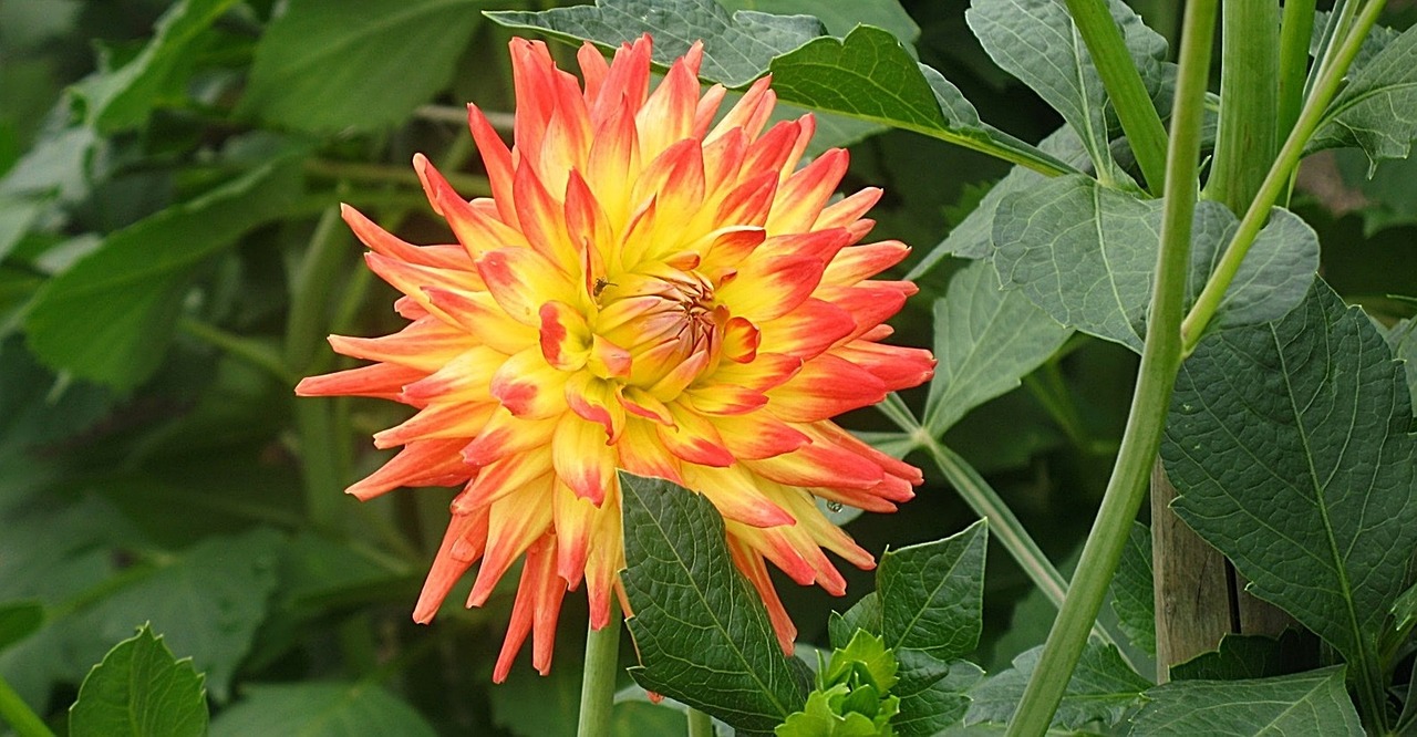 Dahlia, Gėlė, Geltona, Oranžinė, Žiedas, Žydėti, Gėlių Sodas, Dahlio Gėlė, Dahlia Sodas, Nemokamos Nuotraukos