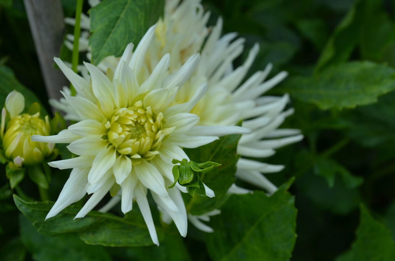 Dahlia, Playa Blanca, Kaktusas Dahlia, Balta Dramblio Kaulo, Dviguba Gėlė, Sodo Augalas, Gėlių Sodas, Nemokamos Nuotraukos,  Nemokama Licenzija