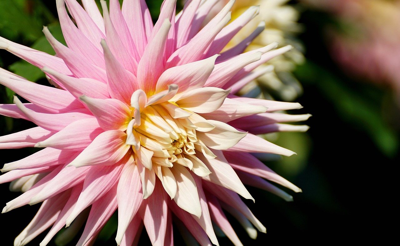 Dahlia, Žiedas, Žydėti, Dahlia Sodas, Gėlė, Vasaros Pabaigoje, Gėlių Sodas, Sodas, Augalas, Ruduo