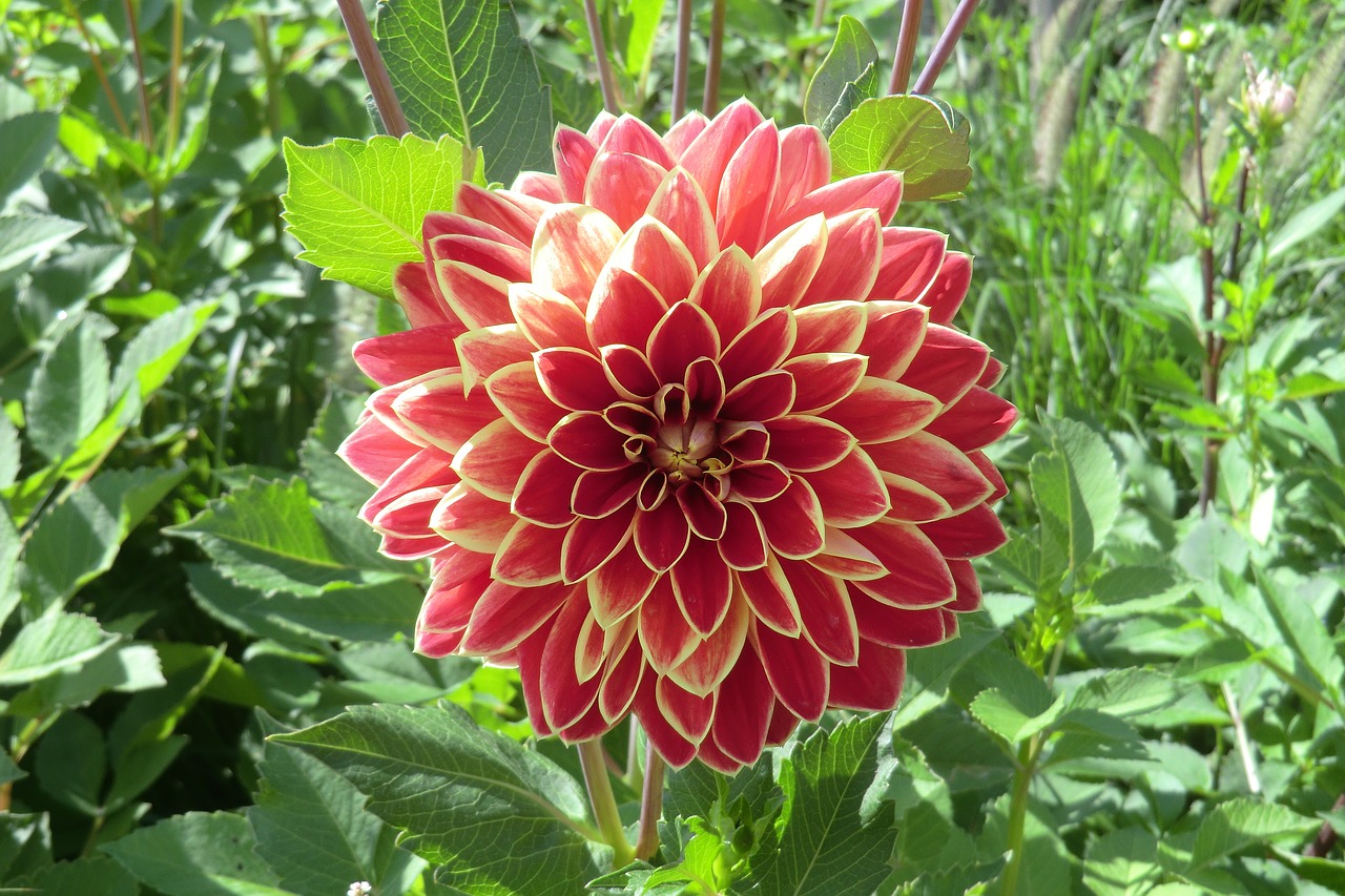 Dahlia, Gėlė, Žiedas, Žydėti, Dahlio Gėlė, Pilnas, Šviesus, Pasididžiavimas, Nemokamos Nuotraukos,  Nemokama Licenzija