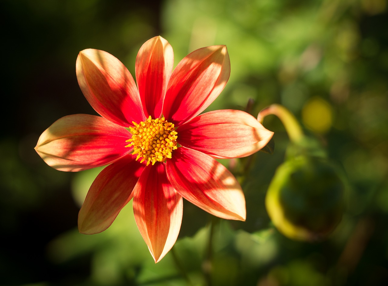 Dahlia, Raudona, Raudona Dahlia, Gėlė, Žiedas, Žydėti, Geltona, Sodas, Vasaros Pabaigoje, Dekoratyvinė Gėlė