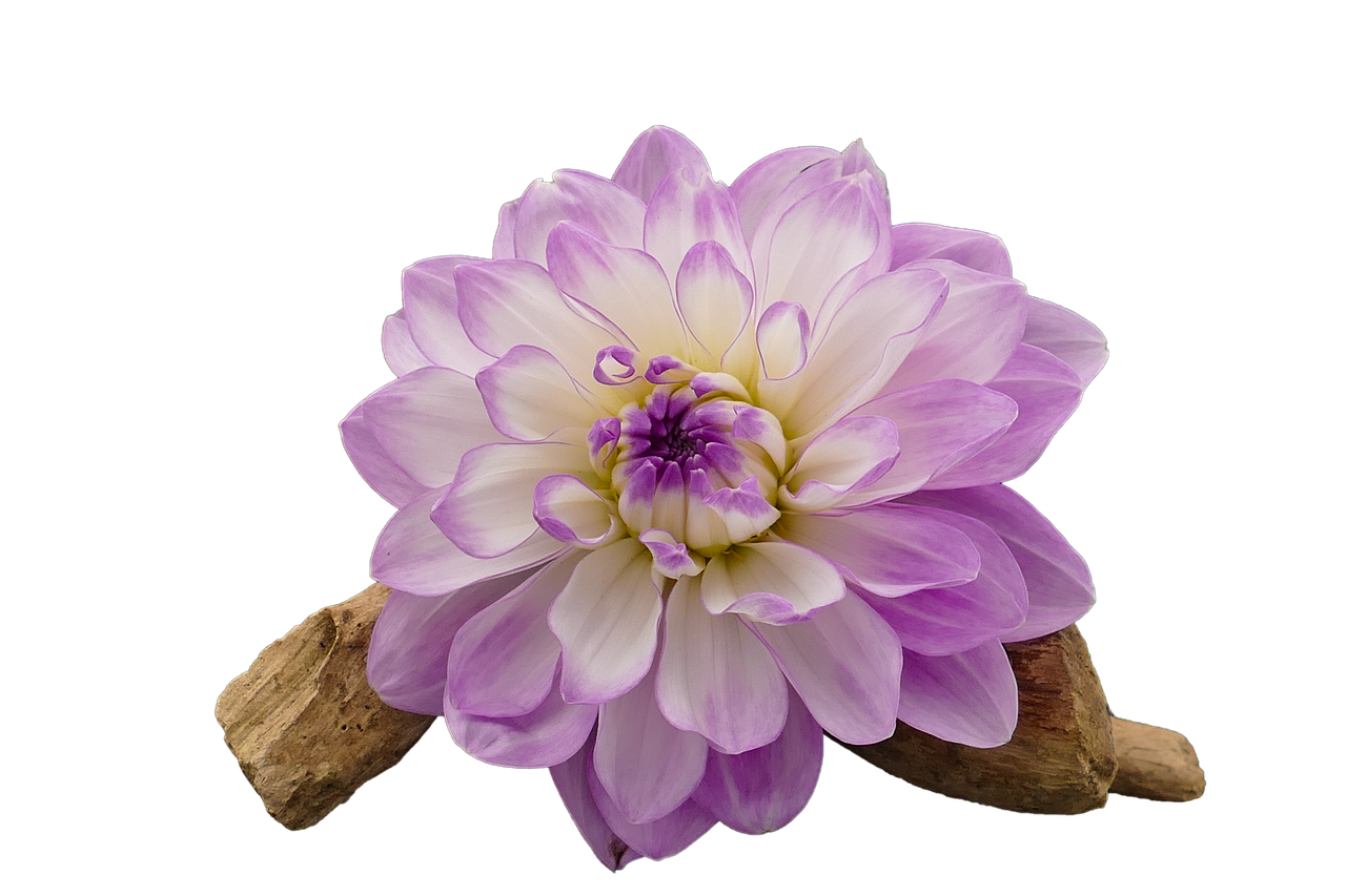 Dahlia, Dahlio Gėlė, Balta, Violetinė, Izoliuotas, Iškirpti, Skaidrus, Nemokamos Nuotraukos,  Nemokama Licenzija