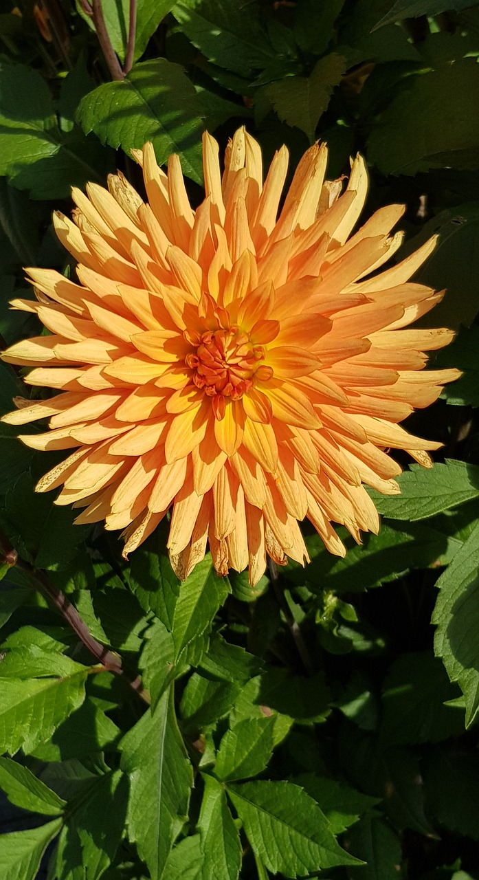 Dahlia, Gėlė, Dahlio Gėlė, Žiedas, Žydėti, Vasaros Pabaigoje, Sodas, Dahlia Sodas, Sodo Augalas, Rudens Gėlė