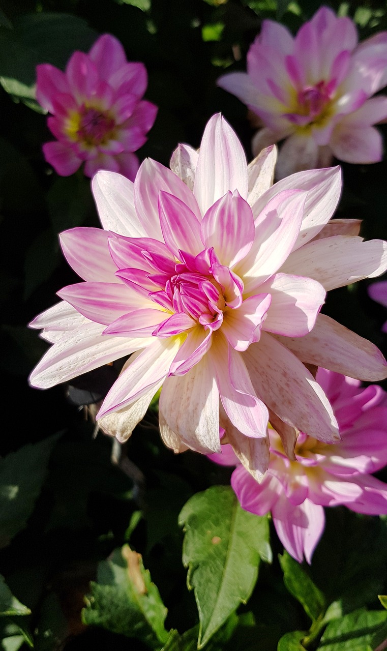 Dahlia, Gėlė, Dahlio Gėlė, Žiedas, Žydėti, Vasaros Pabaigoje, Sodas, Dahlia Sodas, Sodo Augalas, Rudens Gėlė