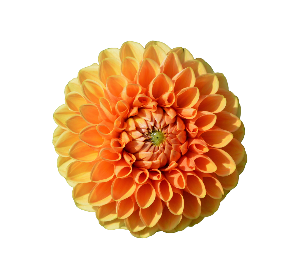 Dahlia, Dahlio Gėlė, Gėlė, Dahlia Sodas, Sodo Augalas, Žiedas, Žydėti, Augalas, Sodas, Žydėti